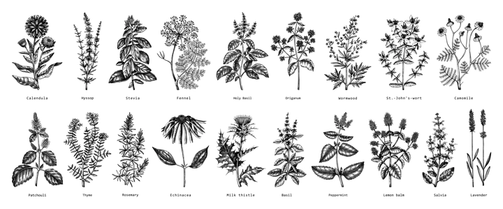 Vintage herbs illustrations. Aromatic plants collection in sketched style. Botanical design elements. Herbal tea ingredients. Hand drawn medicinal herbs for cosmetics, herbal medicine, perfumery.